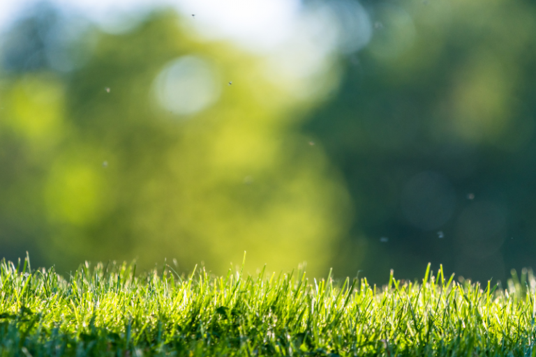 grünflächenpflege laim