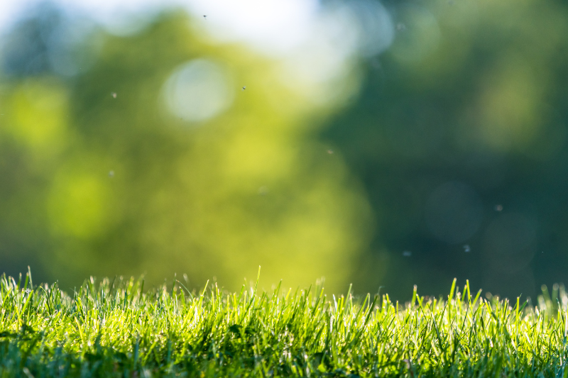 grünflächenpflege laim